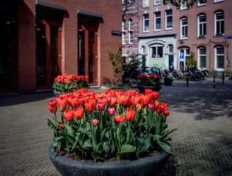 Tulpen als steun en voorjaarsgroet voor de Amsterdammer